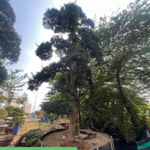 Cây tùng 241016