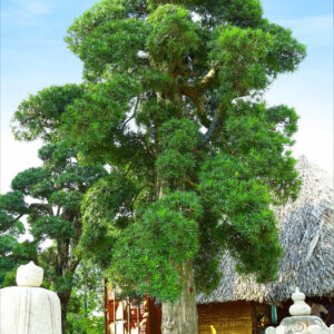 Cây tùng 241032