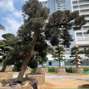 Cây tùng 241323