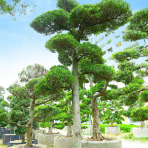 Cây tùng 241425