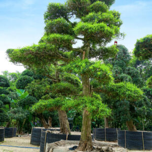 Cây tùng 241573
