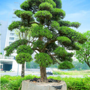 Cây tùng 241616