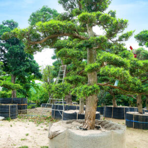 Cây tùng 241820