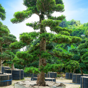 Cây tùng 241823