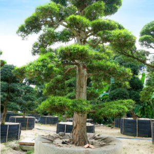 Cây tùng 241824