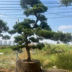 Cây tùng 241976