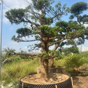 Cây tùng 242389