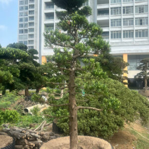 Cây tùng 242485
