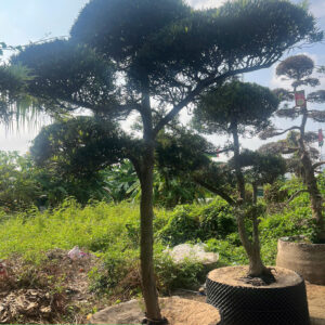 Cây tùng 242655