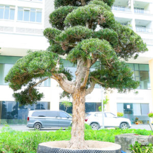 Cây tùng 242722