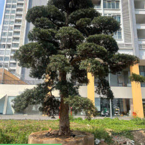 Cây tùng 242725