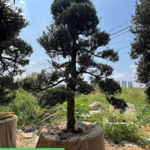 Cây tùng 243388
