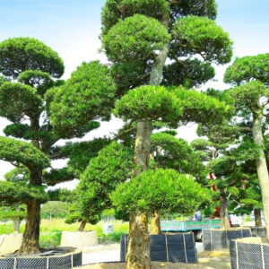 Cây tùng 24668