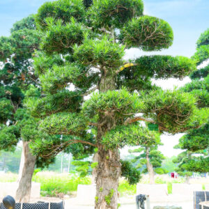 Cây tùng 24992